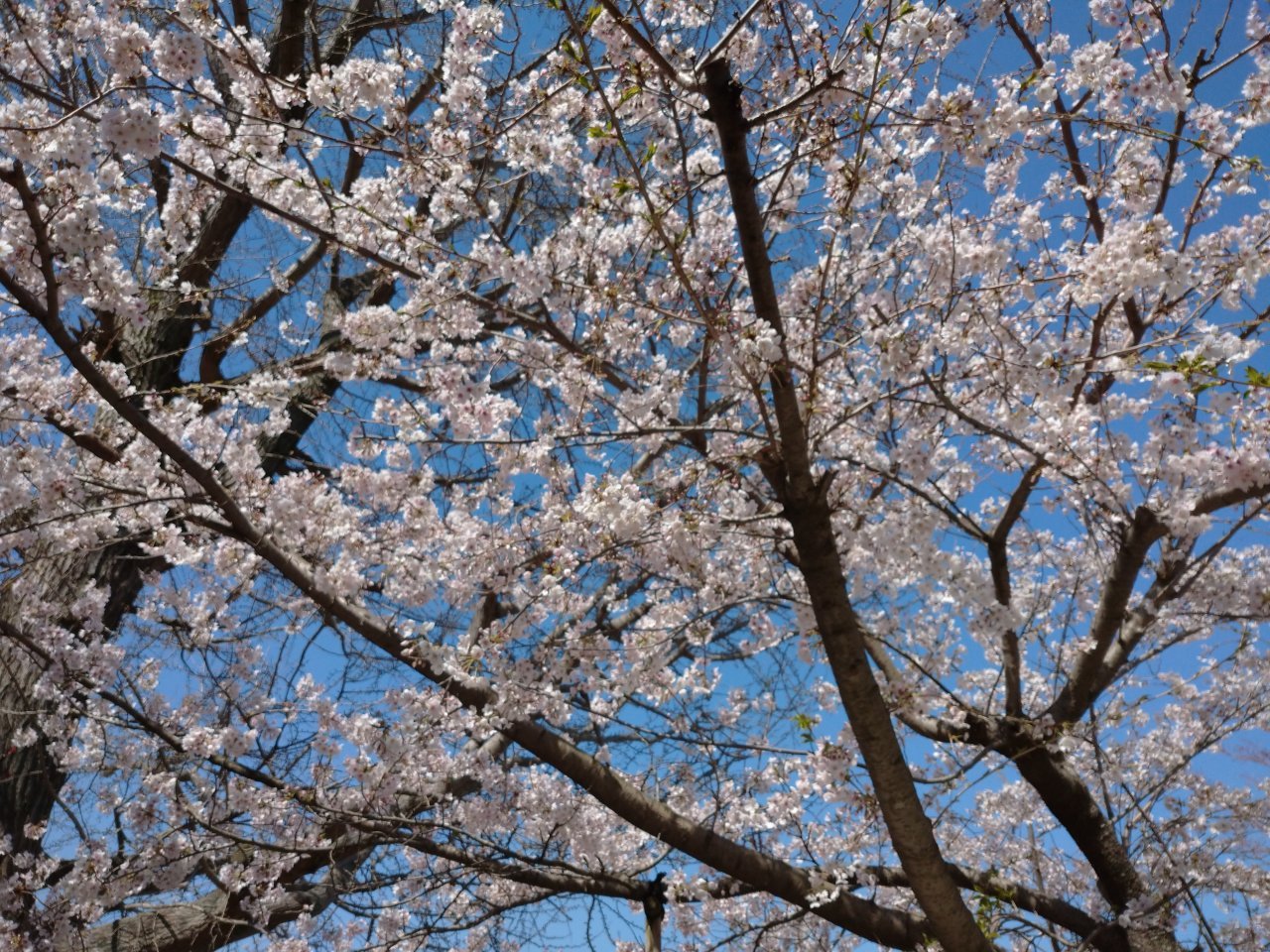 sakura