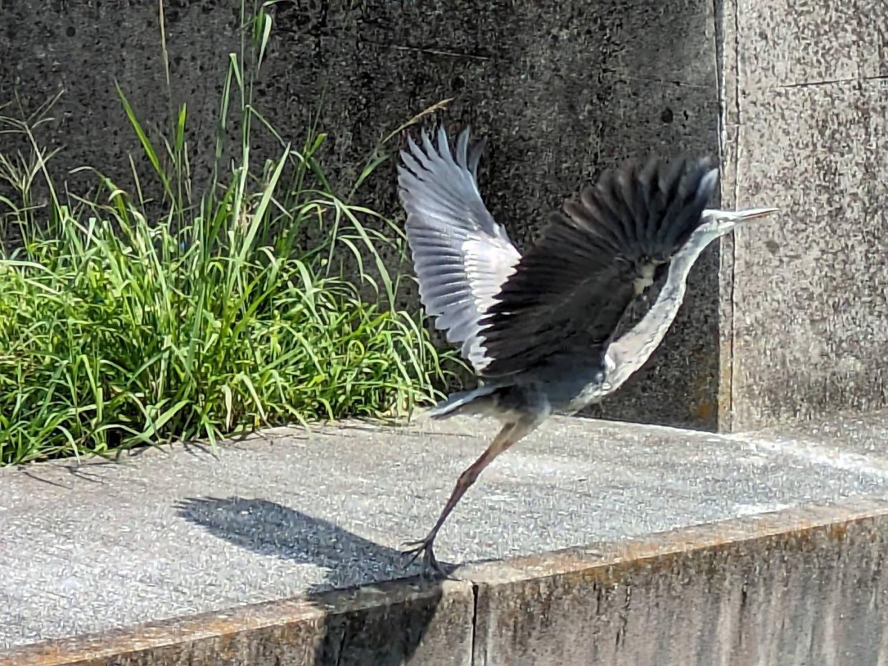 飛び立ち